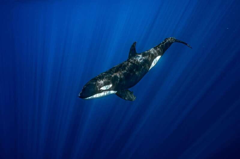 La Paz or La Ventana: Ocean Safari - Practical ways to improve your morning
