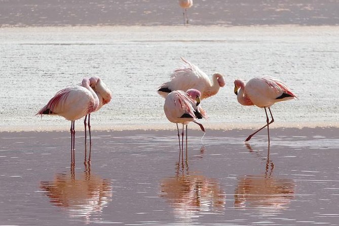 Lake Nakuru, Naivasha & Masai Mara 4 Days Private Jeep Safari - What the $2,900 price means