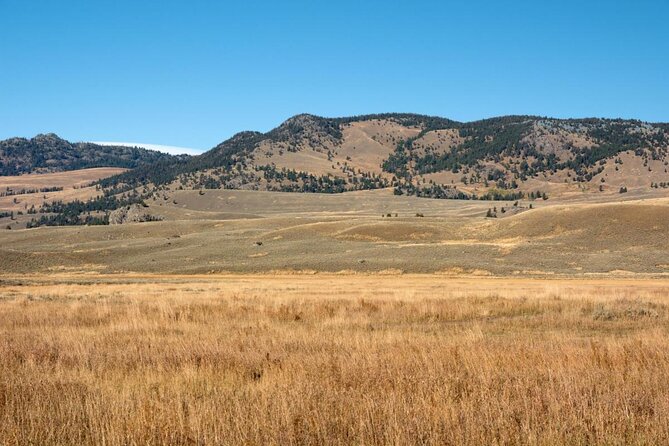 Lamar Valley: Safari Hiking Tour with Lunch - Key things to know before you book
