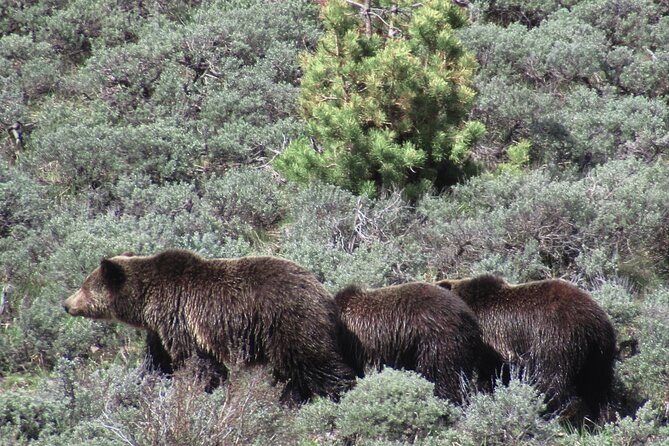 Lamar Valley: Safari Hiking Tour with Lunch - The 8 am start, hot drinks, and safety talk