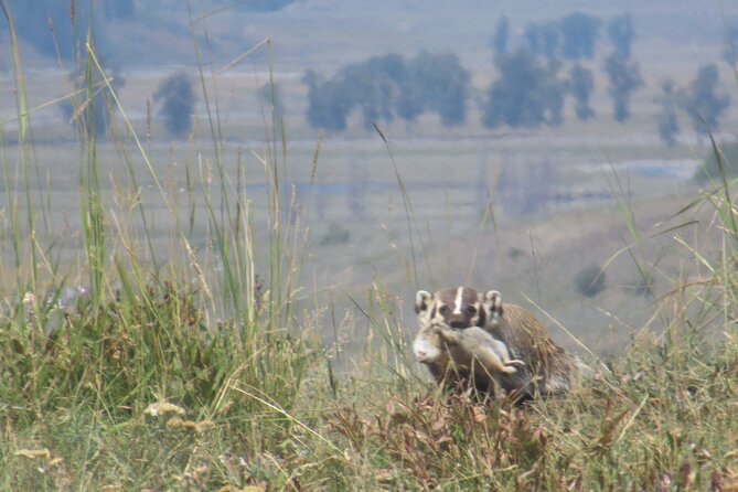 Lamar Valley: Safari Hiking Tour with Lunch - A riverside picnic at the halfway point