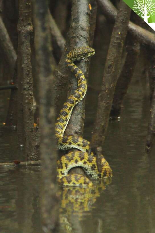 Langkawi: Kilim River Mangrove Safari Kayaking Tour - Key things to know before paddling