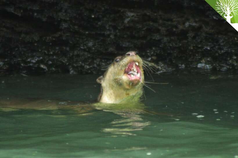 Langkawi: Kilim River Mangrove Safari Kayaking Tour - Why a kayak suits Kilim’s mangroves