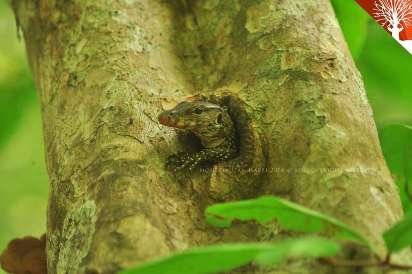 Langkawi: Kilim River Mangrove Safari Kayaking Tour - The tide decides your direction
