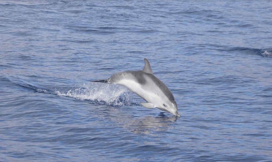 Lanzarote: Sea Safari Experience - Setting out from Pontoon H