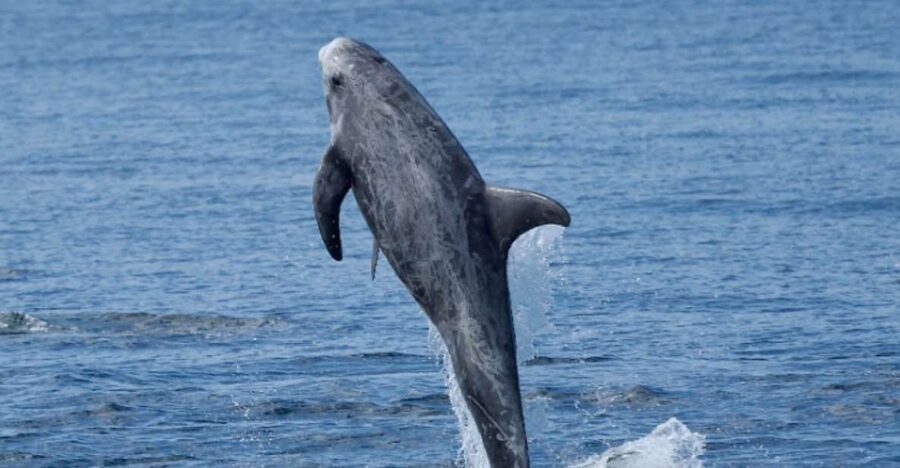 Lanzarote: Sea Safari Experience - FAQ