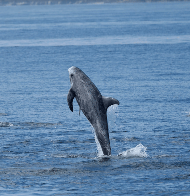 Lanzarote: Sea Safari Experience - Three hours between volcanic cliffs and open water