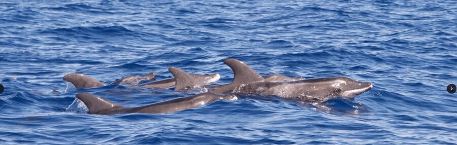 Lanzarote: Sea Safari Experience - What the marine guide adds