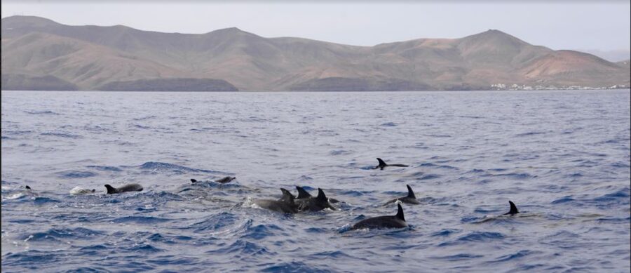 Lanzarote: Sea Safari Experience - The small-boat tradeoff