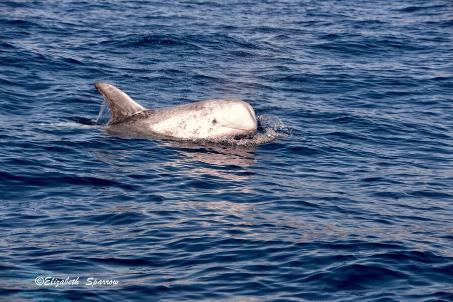 Lanzarote: Sea Safari Experience - What you might see, and what you might not