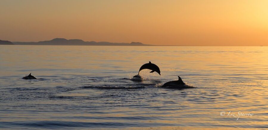 Lanzarote: Sea Safari Experience - Is $71 a fair price?