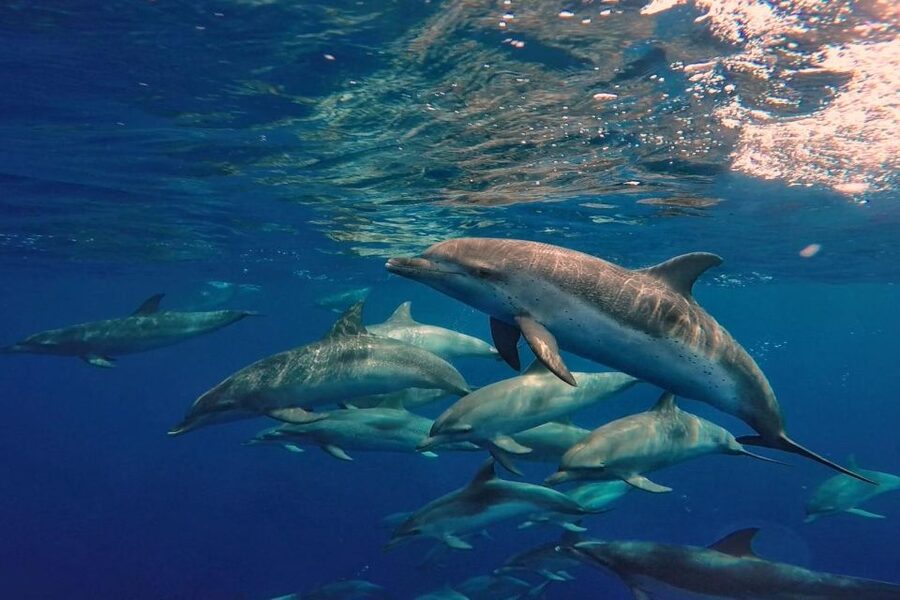 Lanzarote: Sea Safari Experience - Who should book this sea safari?