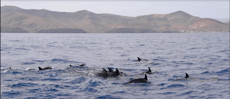 Lanzarote: Sea Safari Experience - Reading Lanzarote from the sea