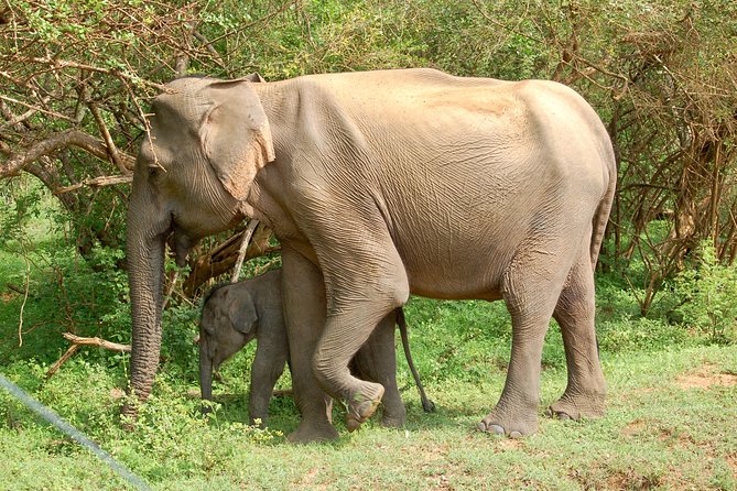 Leopard Safari in Yala National Park(Full Day/Half A Day) - Key points to know before booking