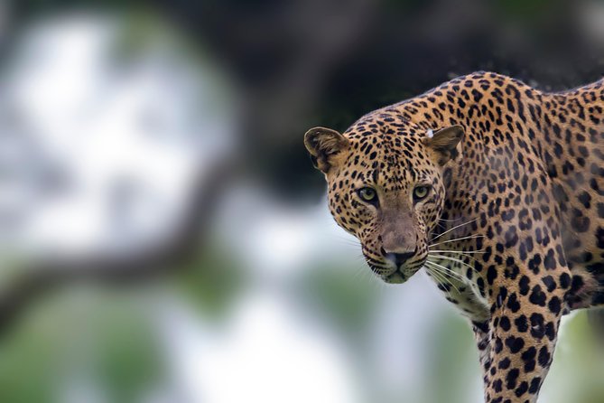 Leopard Safari Tour in Yala National Park - The jeep, the road, and your place in the group