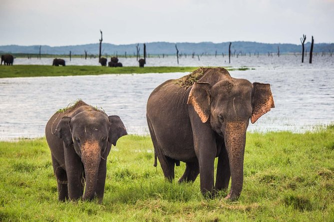 Leopard Safari Tour in Yala National Park - Leopards, elephants, and the patience game