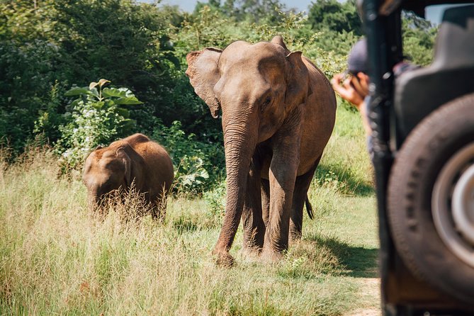 Leopard Safari Tour in Yala National Park - Breakfast, lunch, and the long-day choice