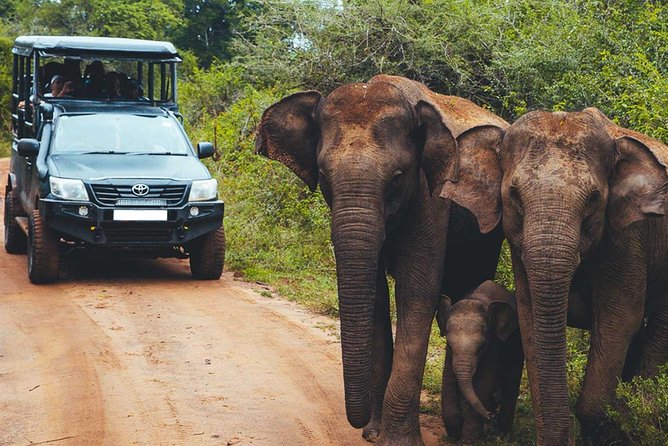 Leopard Safari Tour in Yala National Park - What happens inside the park