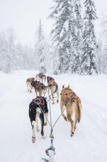 Levi: Guide-driven Husky Safari - A gentle husky ride from Levi