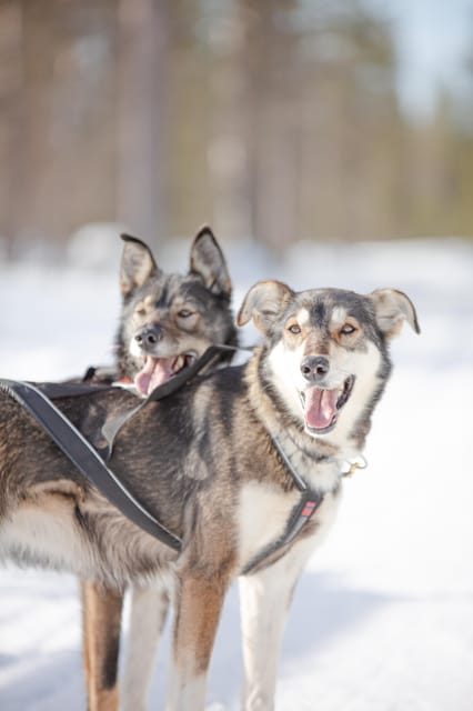 Levi: Guide-driven Husky Safari - What the guide-driven sled ride feels like