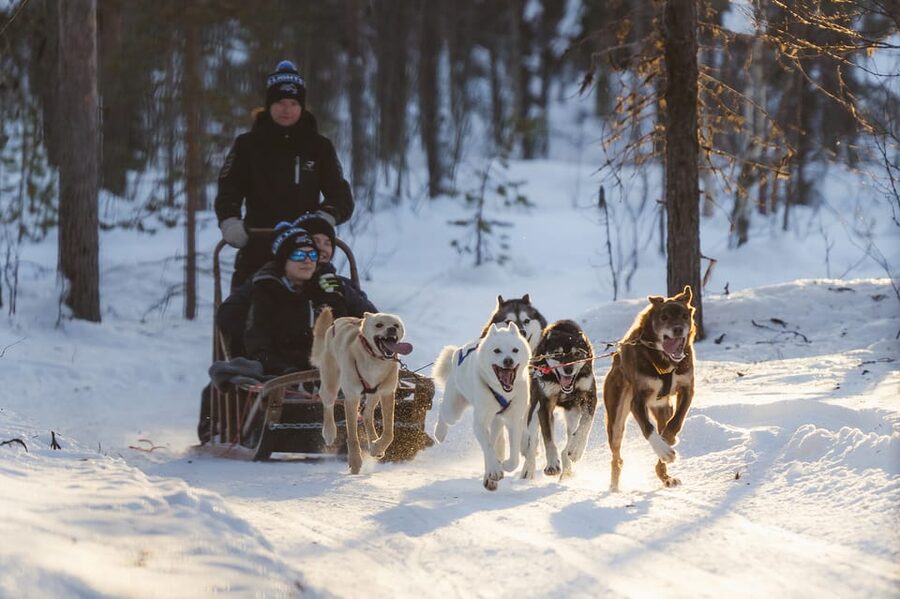Levi: Husky Adventure Self-Drive Safari 15km - The 15 to 18 kilometer husky run