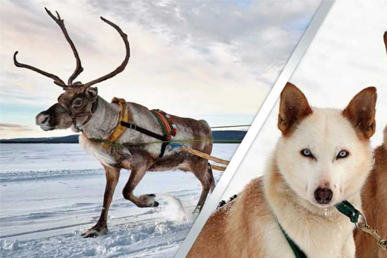 Levi: Lapland Reindeer and Husky Safari - Two very different sled rides near Levi