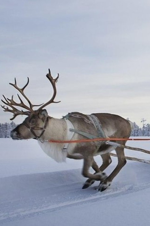Levi: Lapland Reindeer and Husky Safari - At the reindeer farm, calm animals and a short ride