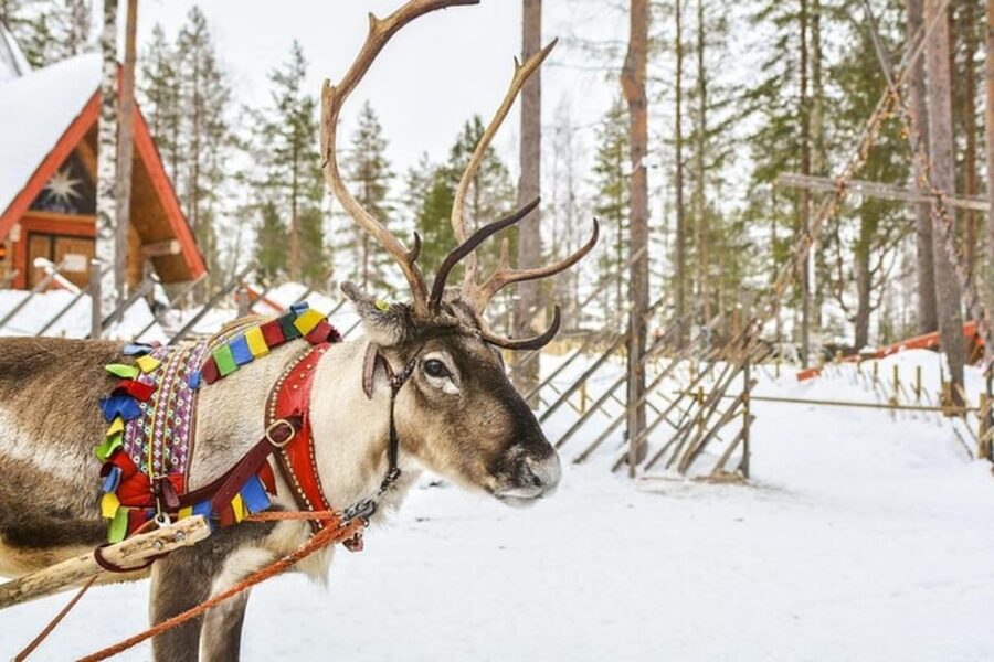 Levi: Lapland Reindeer and Husky Safari - Snow, cold, and the November warning