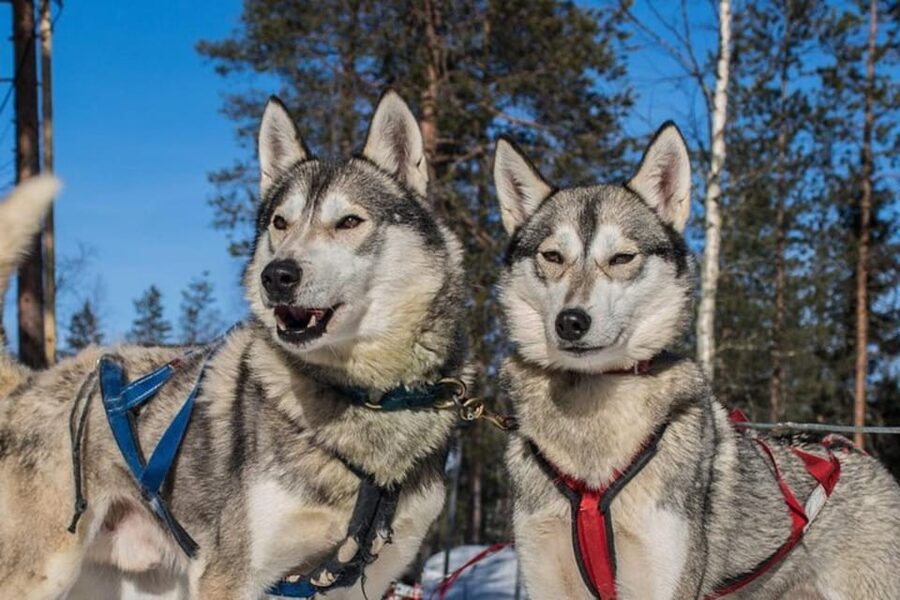 Levi: Lapland Reindeer and Husky Safari - Is the $294 price fair?