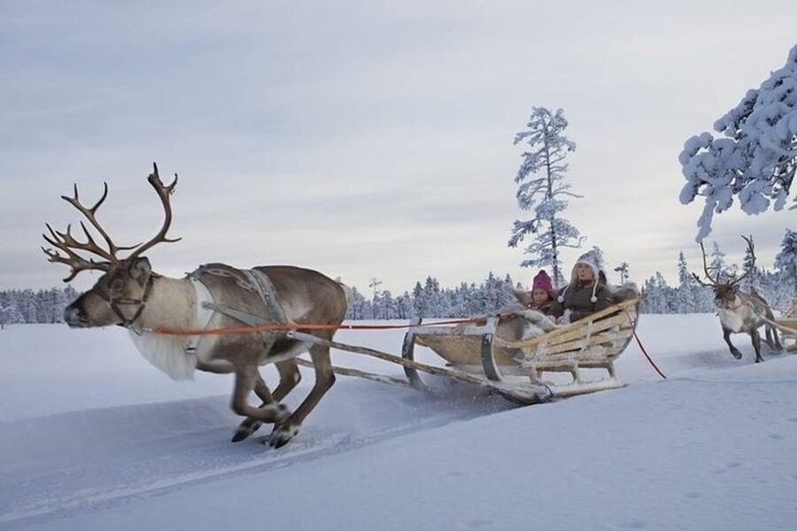 Levi: Lapland Reindeer and Husky Safari - Should you book the Levi reindeer and husky safari?