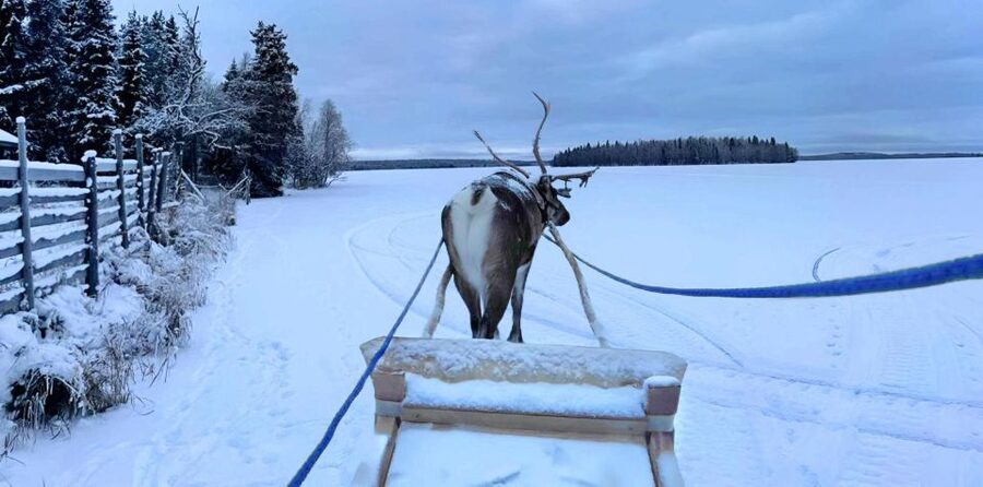 Levi: Lapland Reindeer Safari - Hot Drinks, Cookies, and Lappish Culture