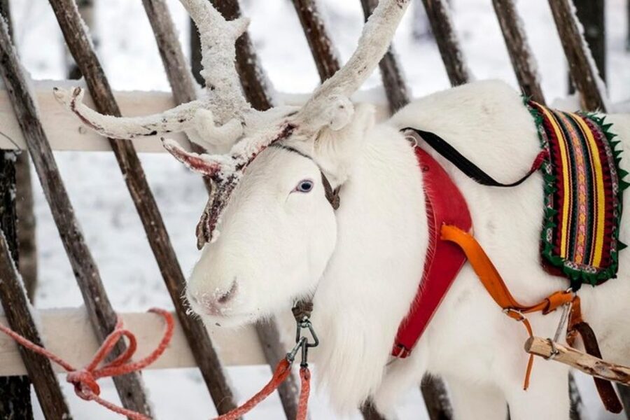 Levi: Lapland Reindeer Safari - Keeping Warm and Staying Comfortable