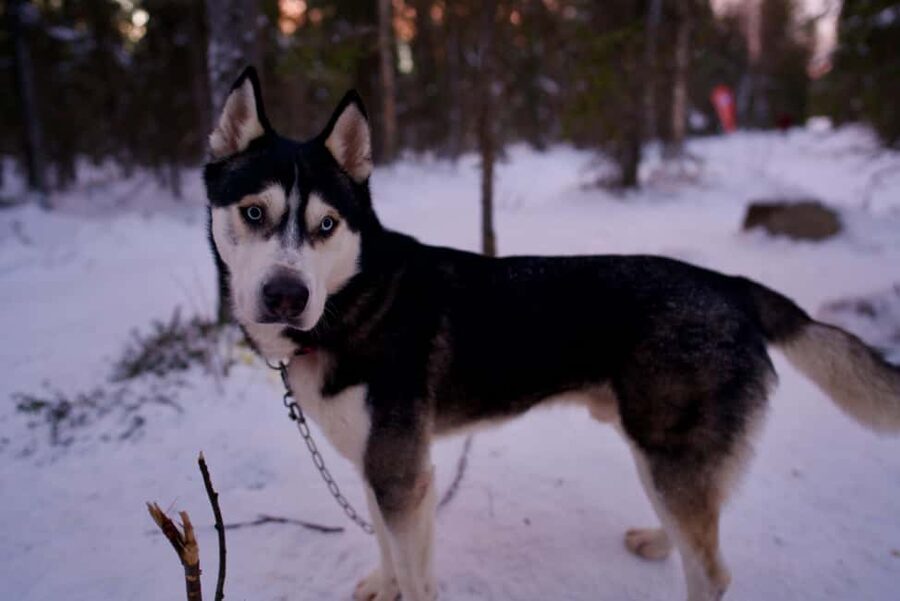 Levi: Winter Wilderness Husky & Reindeer Safari Combo Tour - A quiet reindeer start at Muoniontie 282