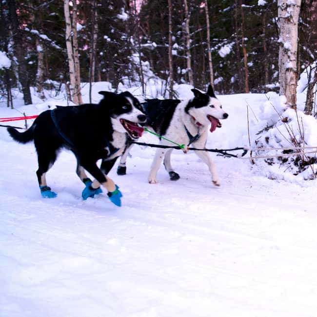 Levi: Winter Wilderness Husky & Reindeer Safari Combo Tour - How to make the most of the visit