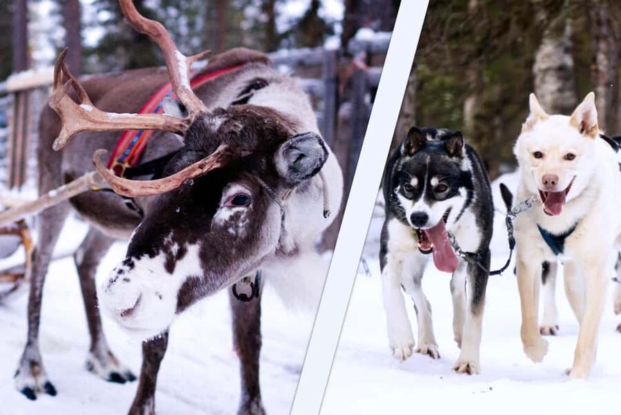 Levi: Winter Wilderness Husky & Reindeer Safari Combo Tour - The snowmobile-towed sleigh across the forest