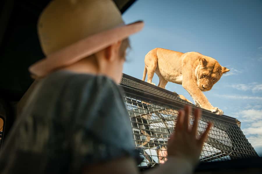 Lions 360 Experience and a Day at Monarto Safari Park - Lions 360 puts you inside the pride’s world