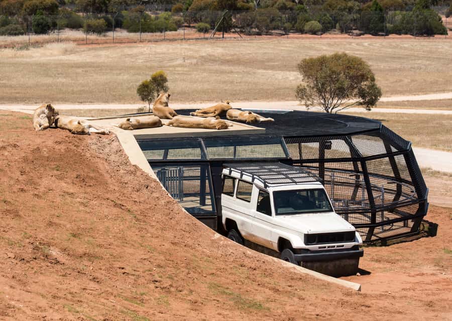 Lions 360 Experience and a Day at Monarto Safari Park - What happens at the Visitor Center