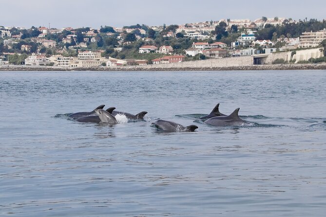 Lisbon: Dolphin Watching with a Marine Biologist - Ocean Safari - Belém landmarks seen from the water