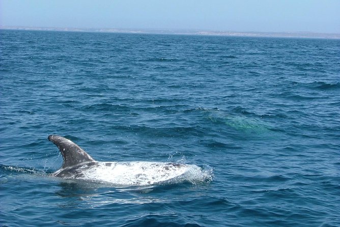 Lisbon: Dolphin Watching with a Marine Biologist - Ocean Safari - How much value do you get for $62.88?