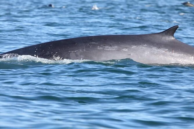 Lisbon: Dolphin Watching with a Marine Biologist - Ocean Safari - Who will enjoy this ocean safari most?