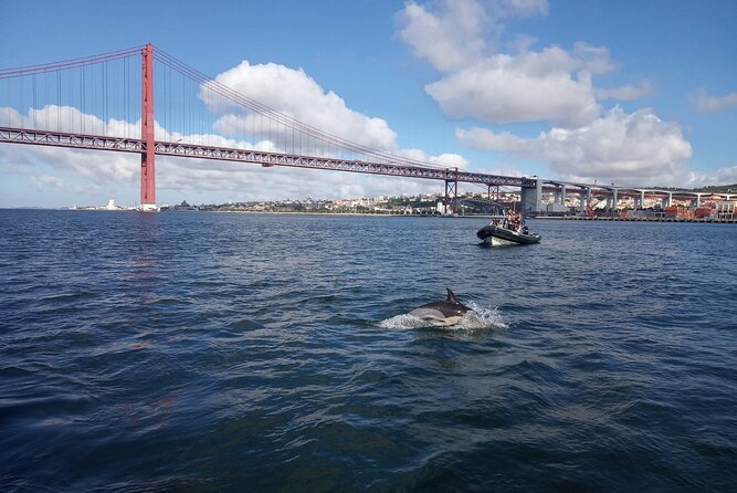 Lisbon: Dolphin Watching with a Marine Biologist - Ocean Safari - Booking, cancellations, and weather planning