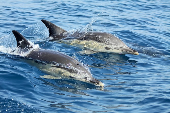 Lisbon: Dolphin Watching with a Marine Biologist - Ocean Safari - Bugio Lighthouse and the search for dolphins
