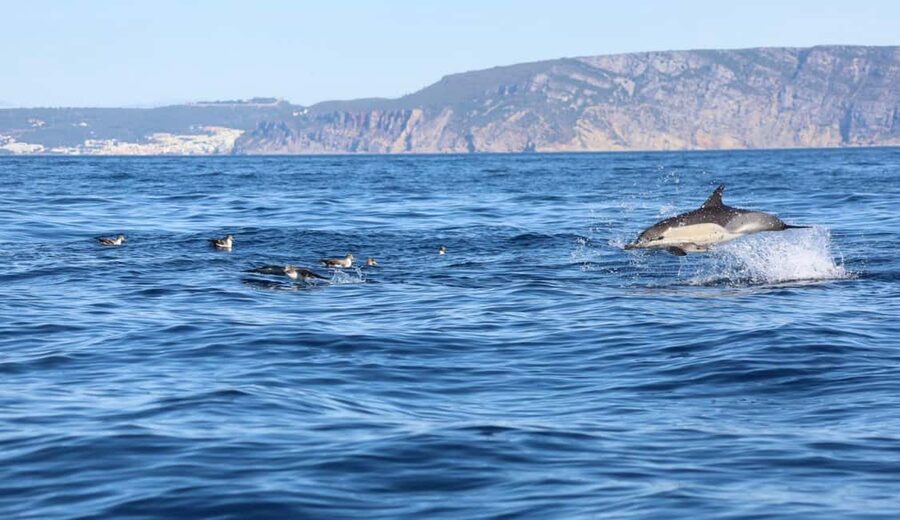 Lisbon: Ocean Safari with Marine Biologists - Why the Tagus estuary is the right place to search