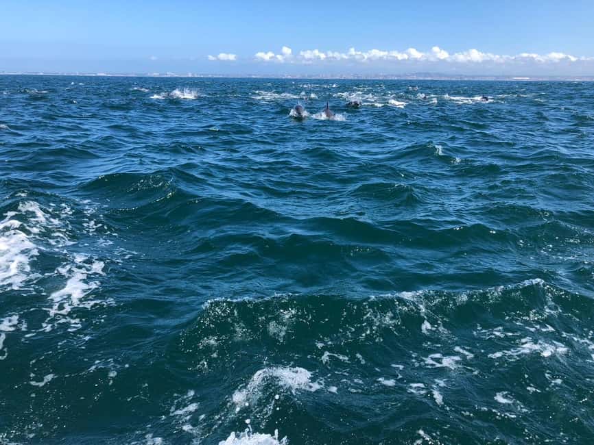 Lisbon: Ocean Safari with Marine Biologists - Who should book this Lisbon sea safari?