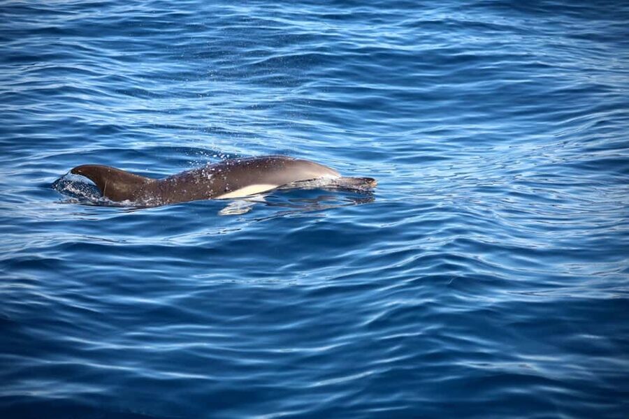 Lisbon: Ocean Safari with Marine Biologists - A ride that feels active, not passive