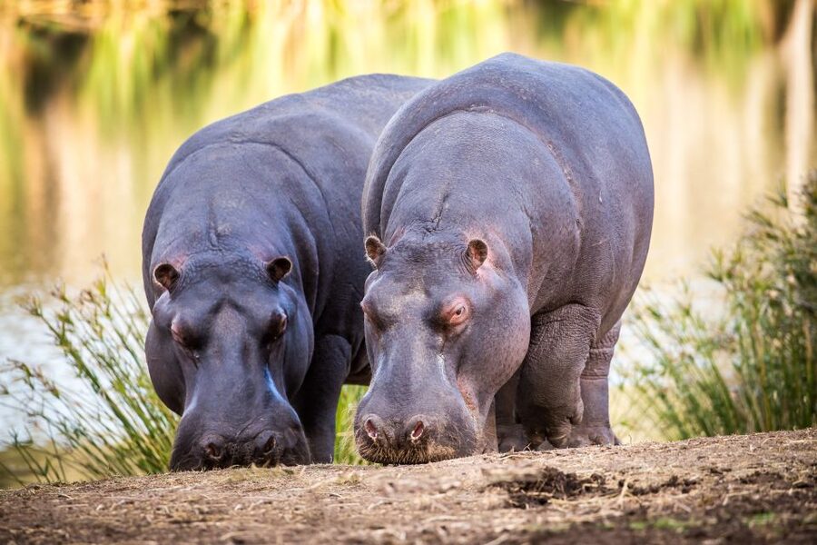 Little Brak River: Botlierskop Guided Game Drive - A mountain reserve close to Mossel Bay