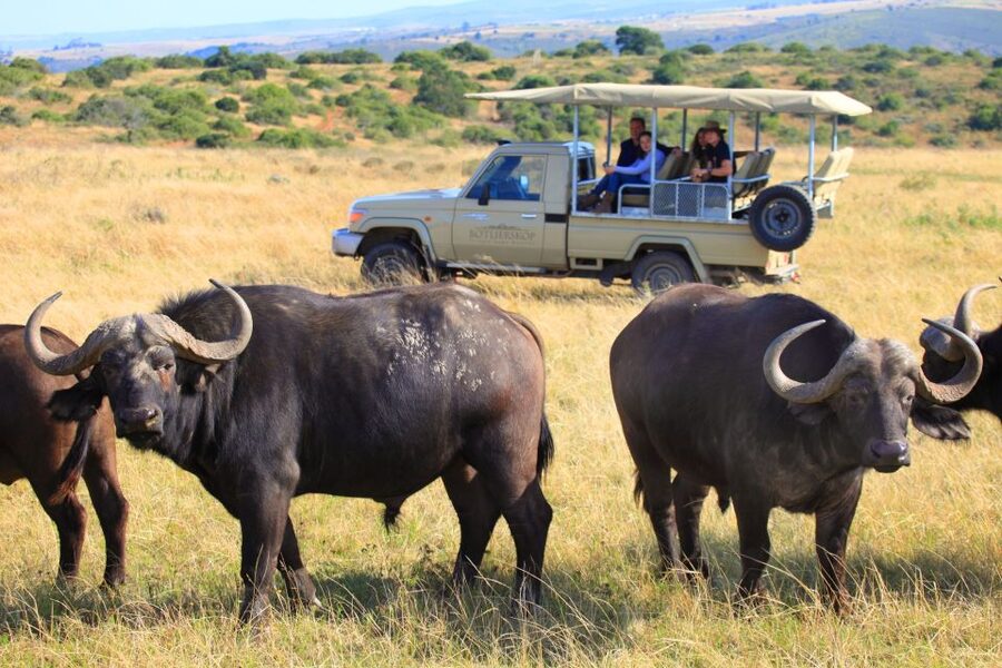 Little Brak River: Botlierskop Guided Game Drive - Finding rhinos, lions, and elephants