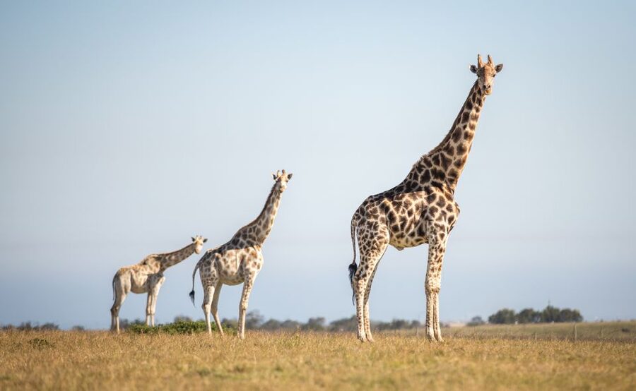 Little Brak River: Botlierskop Guided Game Drive - What the 3-hour drive is really like