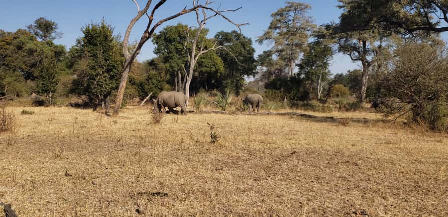 LIVINGSTONE ZAMBIA:SAFARI GAME DRIVE & RHINO WALK - Why the rhino walk matters