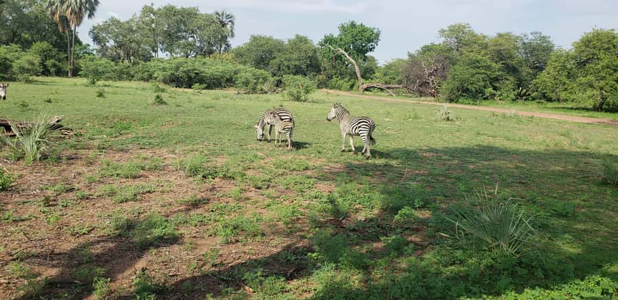 LIVINGSTONE ZAMBIA:SAFARI GAME DRIVE & RHINO WALK - The guides shape the experience